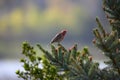 Male House finch resting on branch